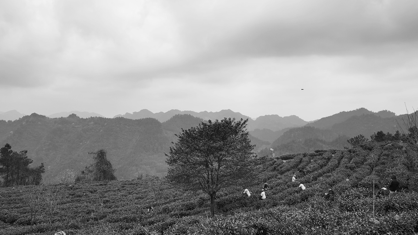 中茶黃金茶宣傳片拍攝花絮